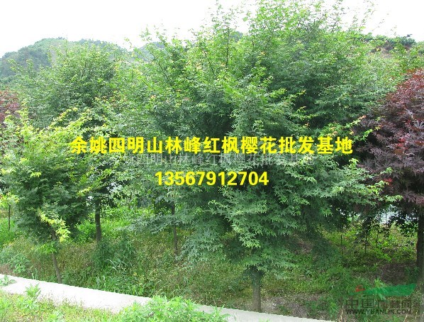 供应精品鸡爪槭