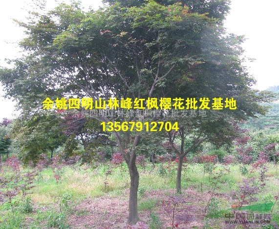 供应精品鸡爪槭