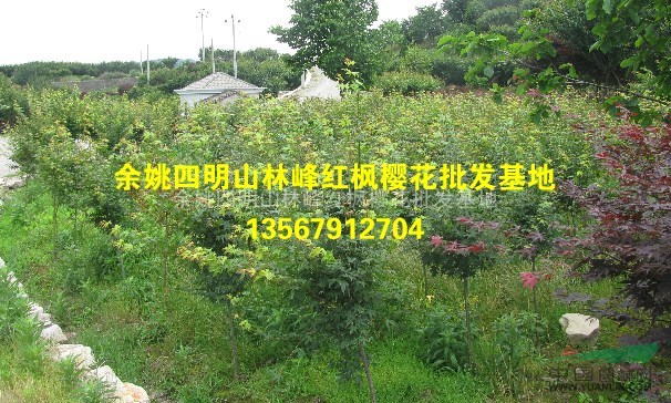 浙江鸡爪槭苗、鸡爪槭小苗价格