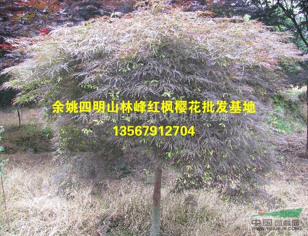 浙江羽毛枫、精品羽毛枫