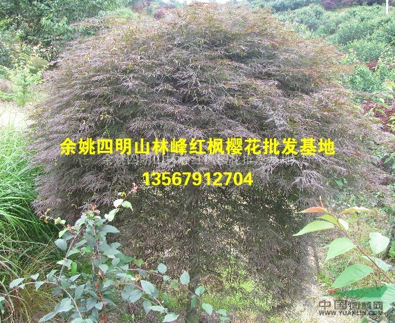 浙江羽毛枫、精品羽毛枫