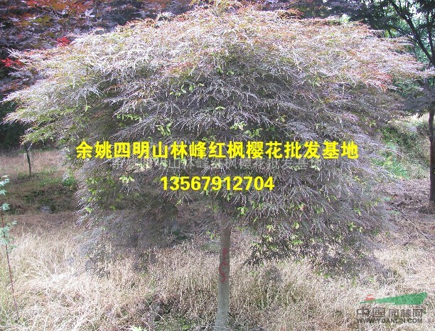 供应羽毛枫、羽毛枫实物图