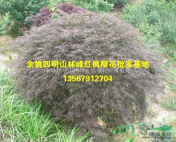 供应浙江羽毛枫