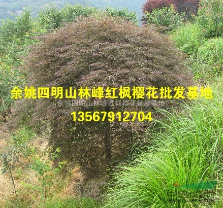 供应浙江羽毛枫