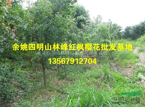 供应青枫、青枫苗、青枫价格