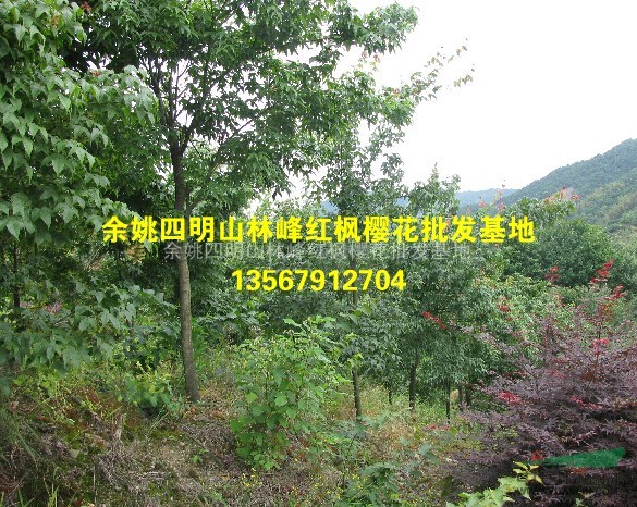 供应青枫、青枫苗、青枫价格