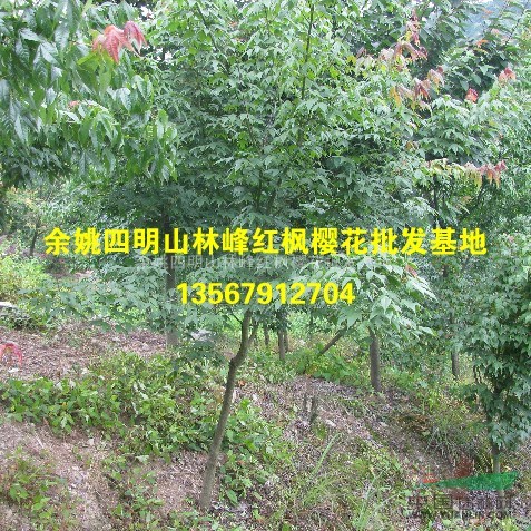 供应青枫、青枫苗、青枫价格