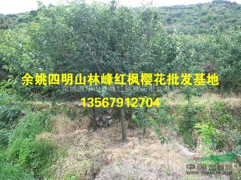 四明山樱花、早樱、晚樱