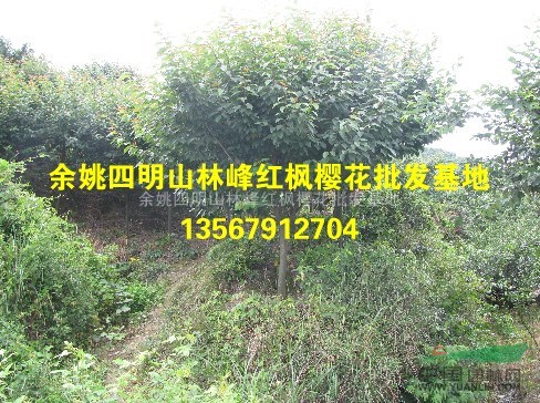 四明山樱花、早樱、晚樱