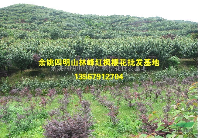 余姚四明山樱花基地、供应早樱、晚樱各规格工程用苗