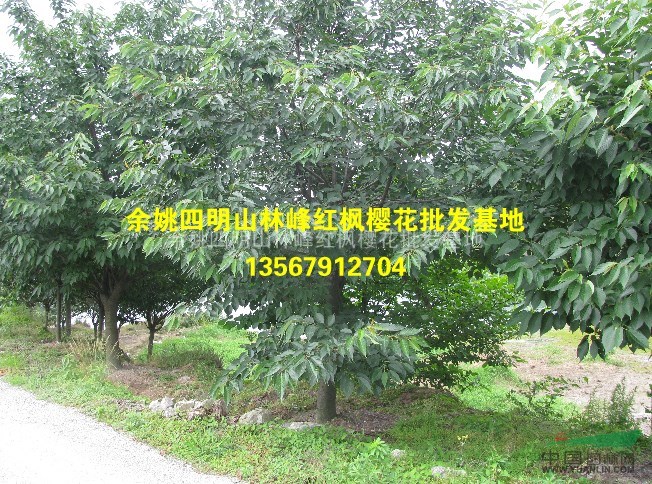 余姚四明山樱花基地、供应早樱、晚樱各规格工程用苗