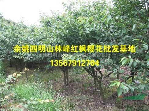 浙江晚樱价格、晚樱批发