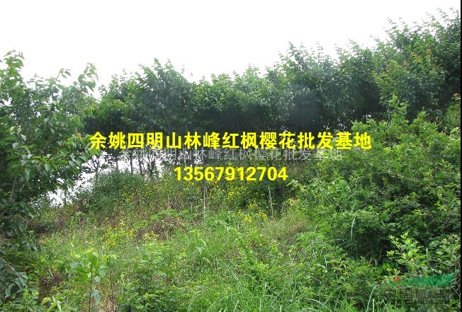 浙江晚樱价格、晚樱批发