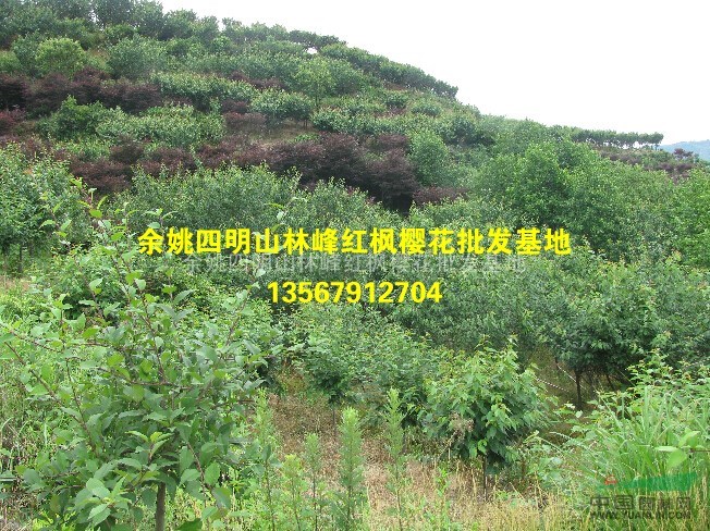 浙江晚樱价格、晚樱批发