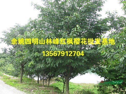 四明山樱花基地供应樱花、樱花价格、樱花小苗价格