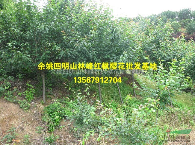 四明山樱花基地供应樱花、樱花价格、樱花小苗价格