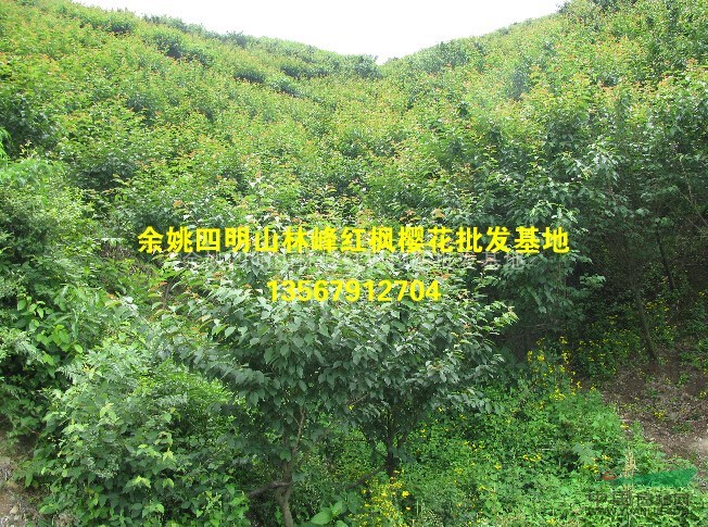 四明山樱花基地供应樱花、樱花价格、樱花小苗价格