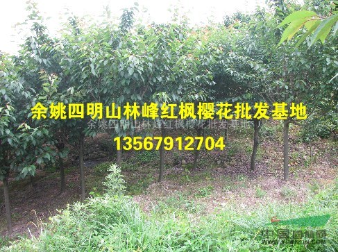 中国红枫樱花之乡四明山供应樱花（早樱、晚樱）