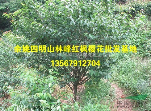 中国红枫樱花之乡四明山供应樱花（早樱、晚樱）