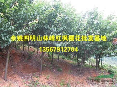 中国红枫樱花之乡四明山供应樱花（早樱、晚樱）