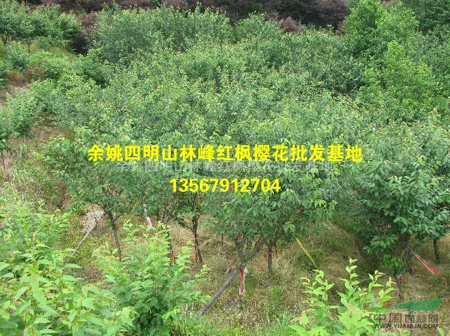 余姚四明山樱花诚信供应商（早樱、晚樱）