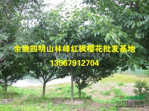 余姚四明山樱花诚信供应商（早樱、晚樱）