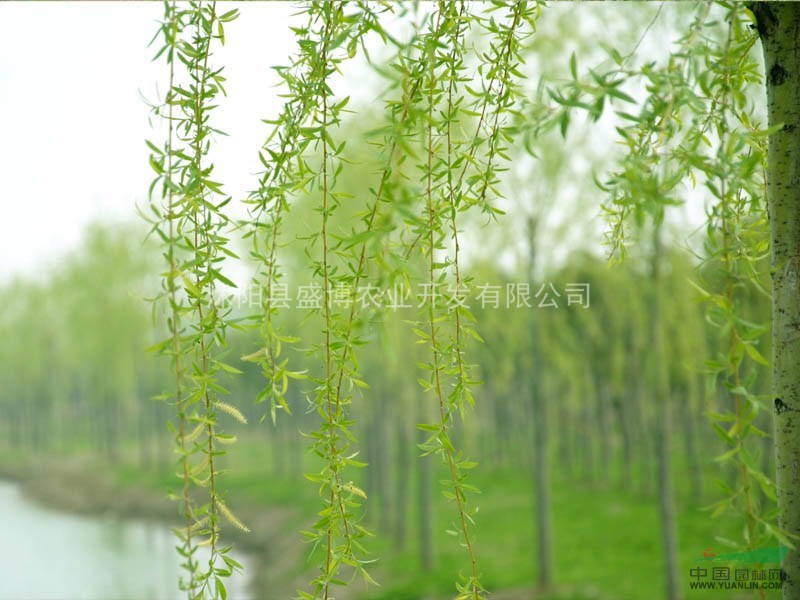 棗莊垂柳價(jià)格 180公分230公分棗莊垂柳價(jià)格
