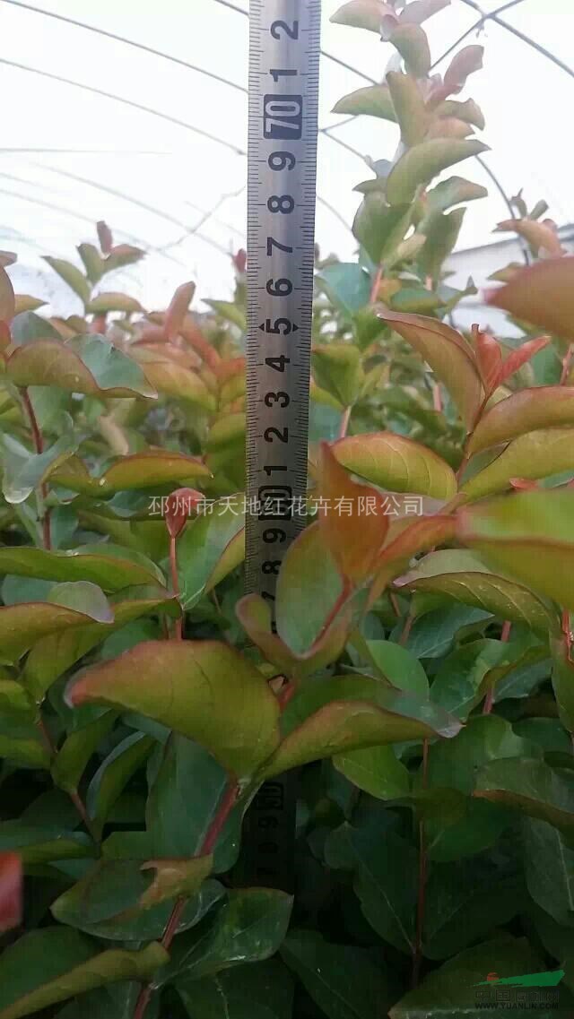 北方市場(chǎng)對(duì)紅火箭、紅火球、紅葉等三紅紫薇的需求