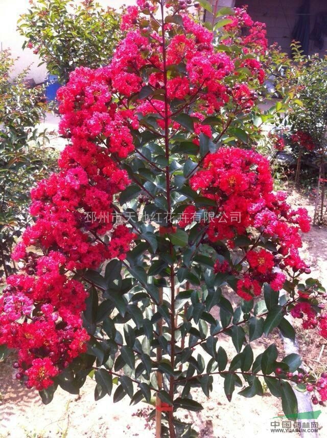 北方市場(chǎng)對(duì)紅火箭、紅火球、紅葉等三紅紫薇的需求