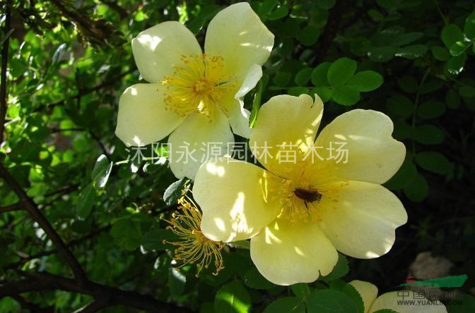 大批量供應(yīng)黃刺玫