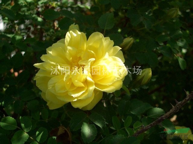 大批量供應(yīng)黃刺玫