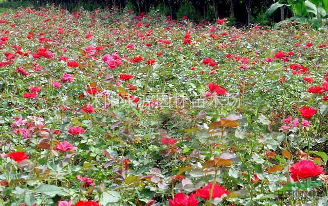 大批量供應(yīng)藤本薔薇