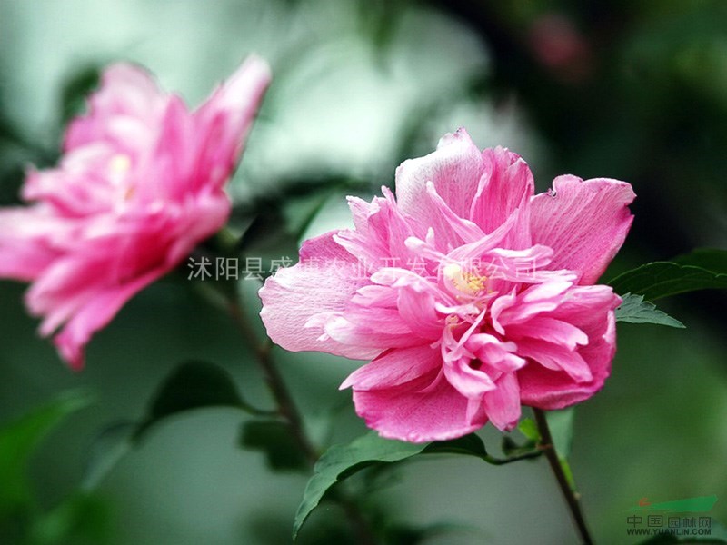 東營木槿價(jià)格 80公分東營木槿價(jià)格