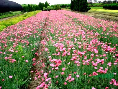 大批量供應(yīng)常夏石竹[雪原一號(hào)]