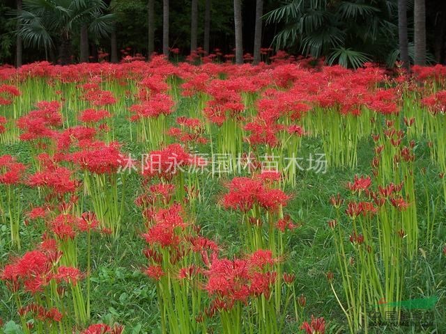 大批量供應石蒜. 黃花石蒜 紅花石蒜