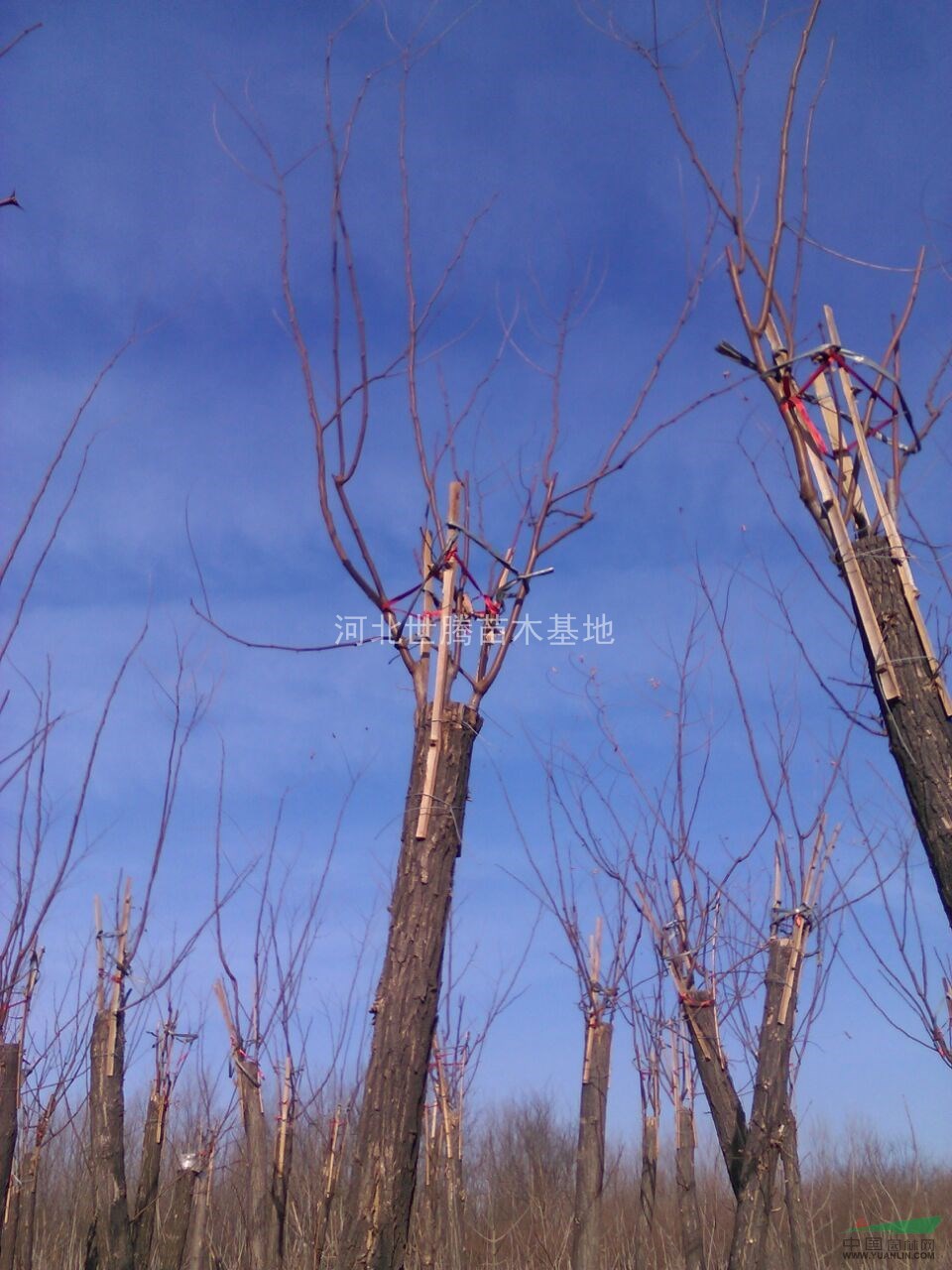河北香花槐價(jià)格 香花槐苗木
