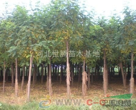 河北香花槐價(jià)格 香花槐苗木