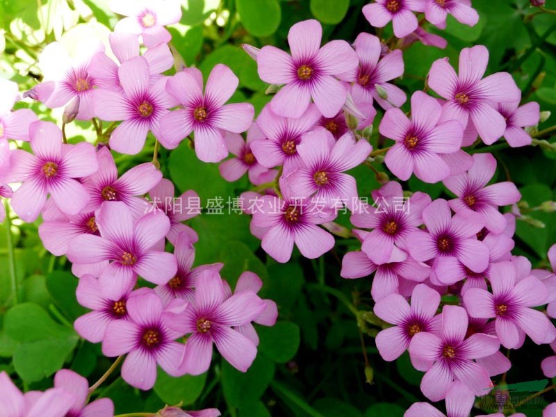 煙臺紅花醡漿草價格