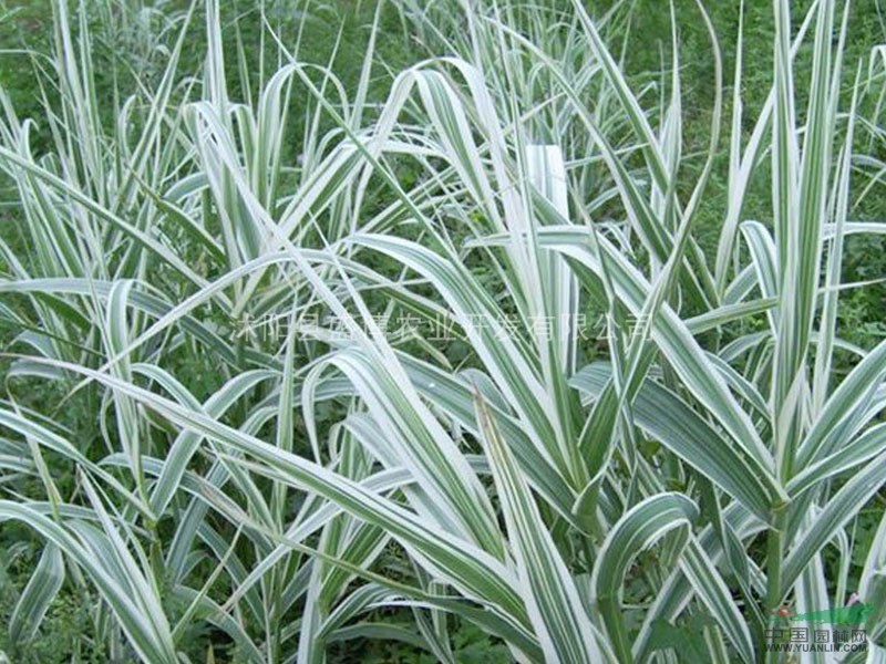 煙臺(tái)花葉蘆竹價(jià)格
