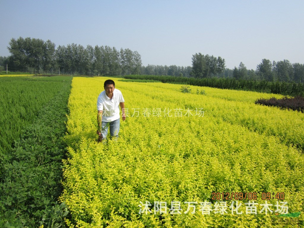 萬春園林供應(yīng)金葉女貞 直銷500萬棵金葉女貞工程苗 量大優(yōu)惠