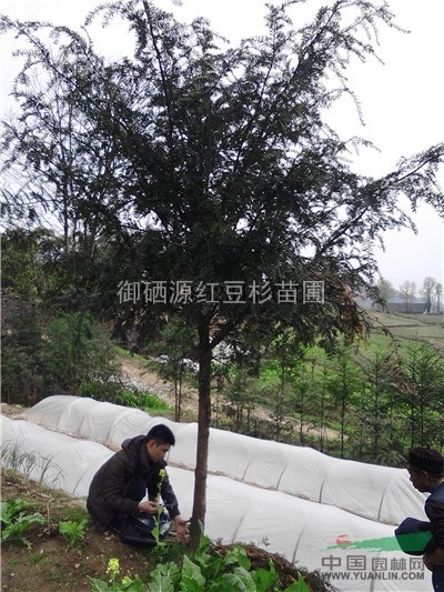 贵州南方红豆杉大树，贵阳曼地亚红豆杉苗，遵义香樟树批发