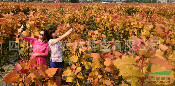陜西寶雞“紅霞楊”（金紅楊黃金楊黃紅楊彩葉植物）價(jià)格