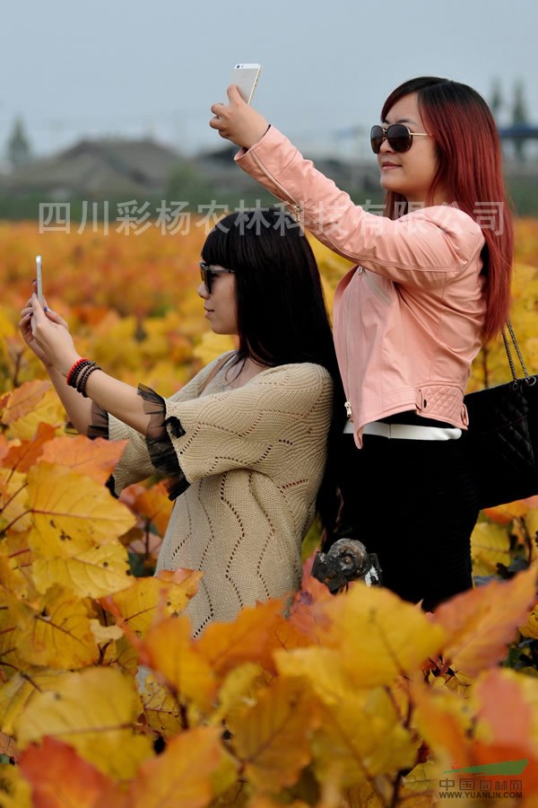 陜西漢中“紅霞楊”（金紅楊黃金楊黃紅楊彩葉植物）價(jià)格