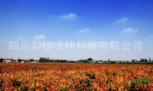 湖南長沙“紅霞楊”（金紅楊黃金楊黃紅楊彩葉植物）價(jià)格