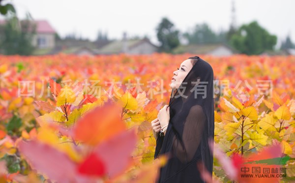 河南濮陽“紅霞楊”（紅黃楊金紅楊黃紅楊彩葉植物）價格