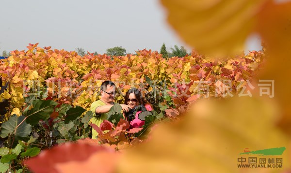 河南濮陽“紅霞楊”（紅黃楊金紅楊黃紅楊彩葉植物）價格