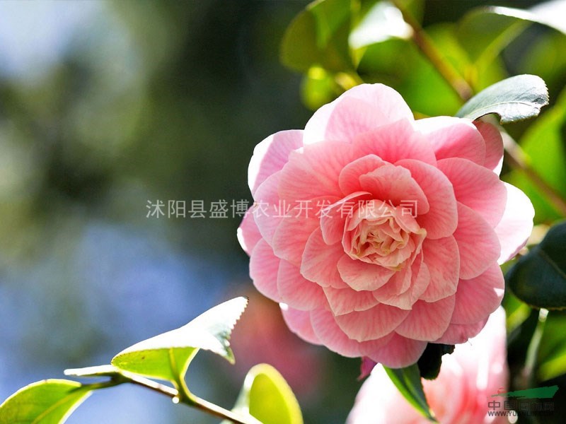 清河耐冬茶花價(jià)格 4公分清河耐冬茶花價(jià)格