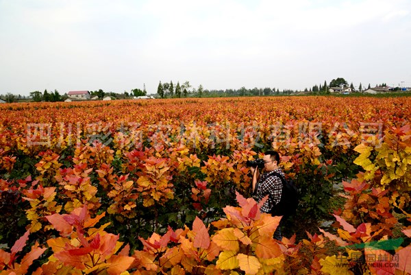 河南明港“紅霞楊”（黃金楊金紅楊黃紅楊彩葉植物）價(jià)格