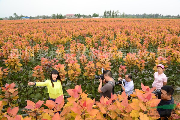 江西九江“紅霞楊”（金紅楊黃金楊黃紅楊彩葉植物）價(jià)格