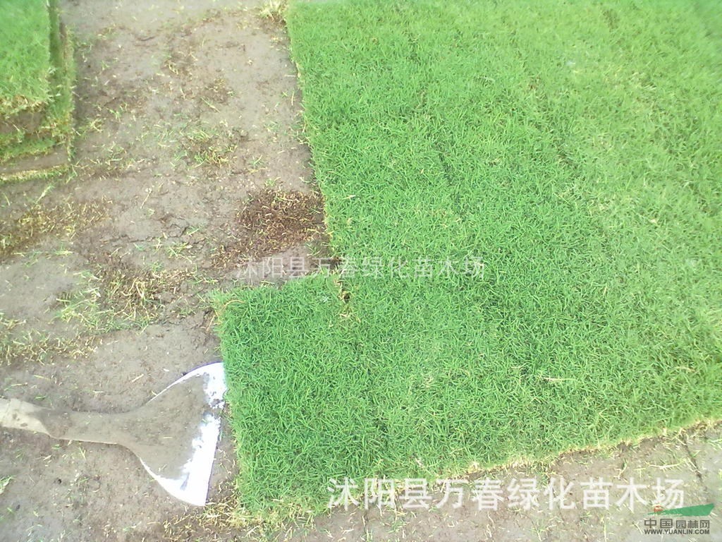 常年專業(yè)供應(yīng)優(yōu)質(zhì)草坪早熟禾綠色周期達280天 